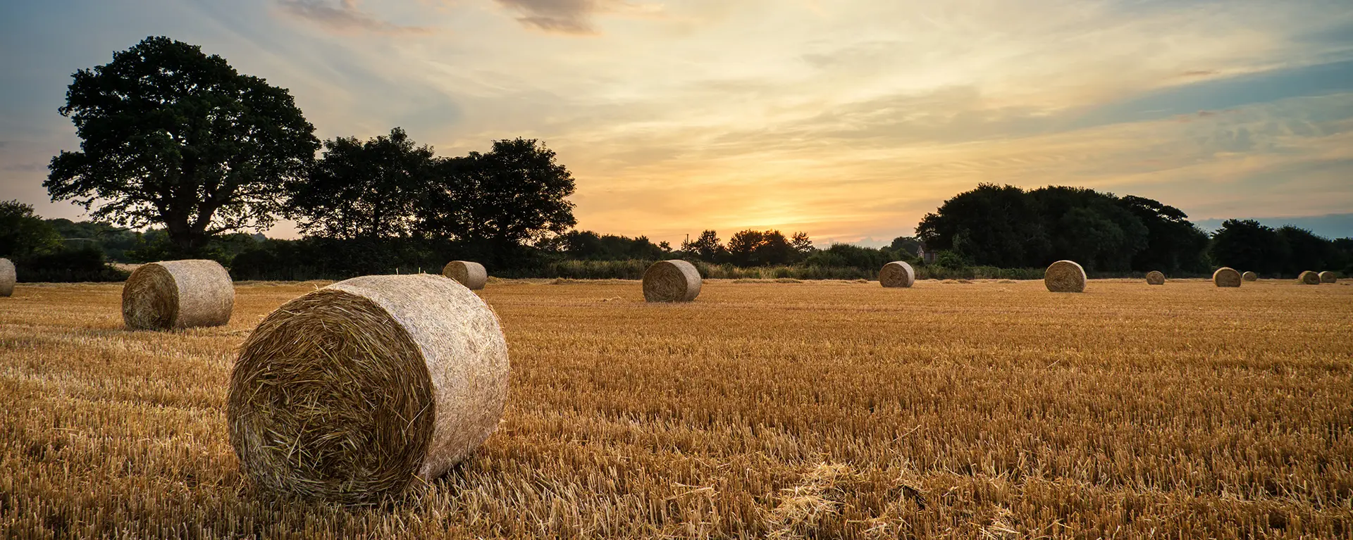 farm field with hay bails at sunrise