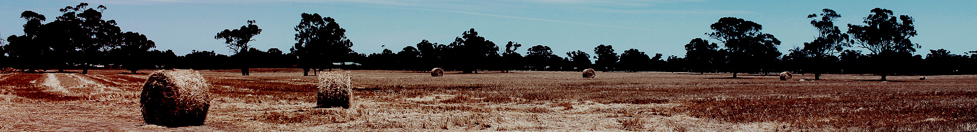 Photograph: Harvested wheat bales in field.