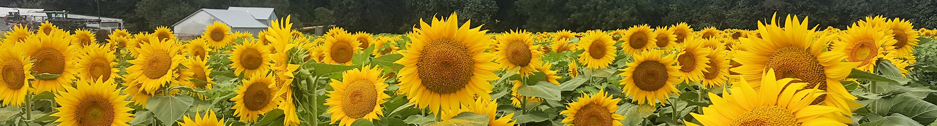 Photograph: Sunflower field in Kansas (by Jewel Brueggman-Makda).