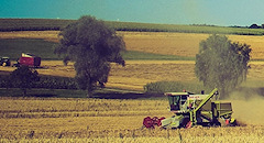Photograph: Combine harvesting in field.